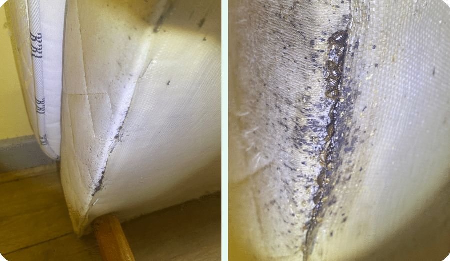 Punaises de lit dans la couture d'un matelas